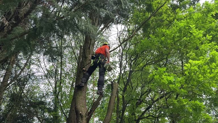 Best Lot and Land Clearing  in Skippers Corner, NC