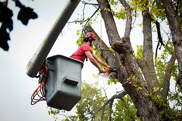 Best Tree Cabling and Bracing  in Skippers Corner, NC